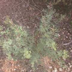 Acacia rubida (Red-leaved Wattle) at Hughes, ACT - 9 May 2021 by Tapirlord