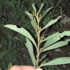 Acacia rubida at Hughes, ACT - 9 May 2021