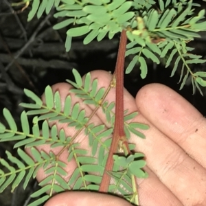 Acacia rubida at Hughes, ACT - 9 May 2021 05:26 PM