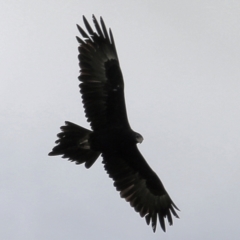 Aquila audax (Wedge-tailed Eagle) at Wodonga - 14 May 2021 by Kyliegw