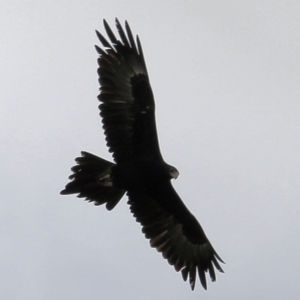 Aquila audax at WREN Reserves - 14 May 2021