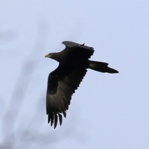 Aquila audax at WREN Reserves - 14 May 2021