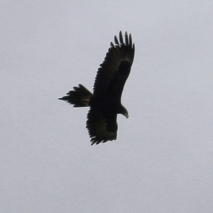 Aquila audax at WREN Reserves - 14 May 2021