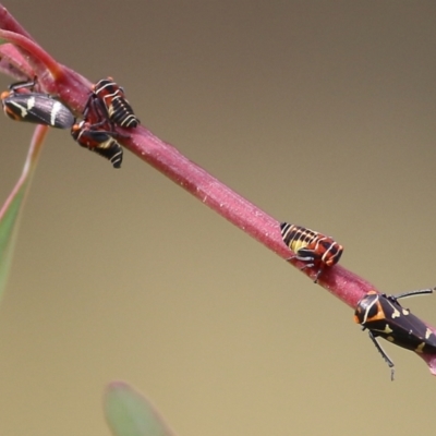 Eurymeloides pulchra (Gumtree hopper) at Wodonga - 14 May 2021 by Kyliegw