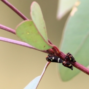 Eurymeloides pulchra at Wodonga - 14 May 2021 11:45 AM