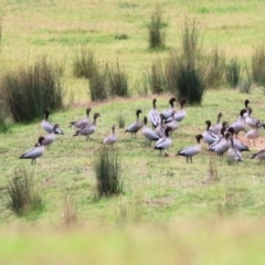 Chenonetta jubata (Australian Wood Duck) at Wodonga, VIC - 14 May 2021 by Kyliegw