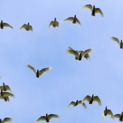 Cacatua sanguinea (Little Corella) at Wodonga - 14 May 2021 by Kyliegw