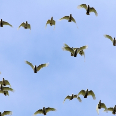 Cacatua sanguinea (Little Corella) at Wodonga - 14 May 2021 by Kyliegw