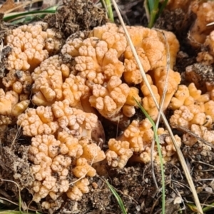 Ramaria capitata var. capitata at Greenway, ACT - 14 May 2021