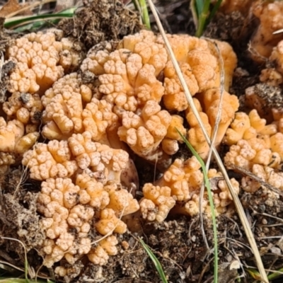 Ramaria capitata var. capitata (Pale cauliflower coral) at Greenway, ACT - 14 May 2021 by NathanaelC