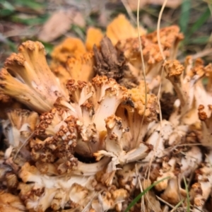 Ramaria capitata var. capitata at Greenway, ACT - 14 May 2021