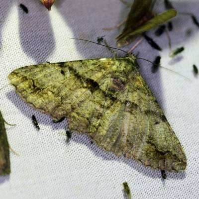 Gastrinodes argoplaca (Cryptic Bark Moth) at Tidbinbilla Nature Reserve - 12 Mar 2021 by ibaird