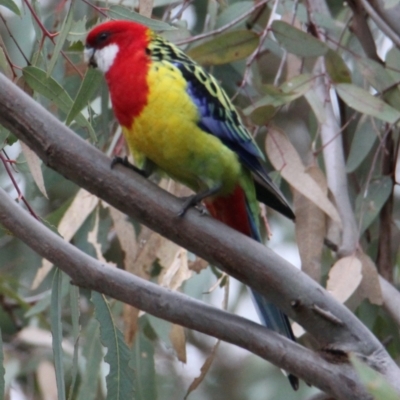 Platycercus eximius (Eastern Rosella) at Table Top, NSW - 14 May 2021 by PaulF
