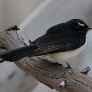 Rhipidura leucophrys at Albury - 14 May 2021