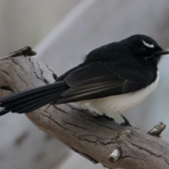 Rhipidura leucophrys (Willie Wagtail) at Table Top Reserve - 14 May 2021 by PaulF