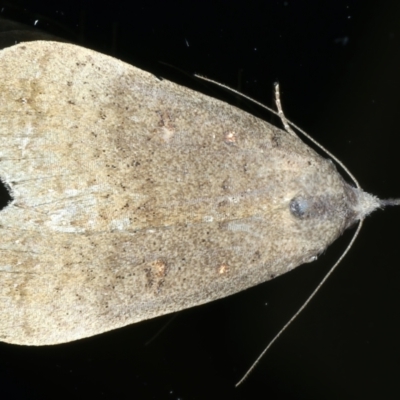 Rhapsa suscitatalis (Wedged Rhapsa) at Ainslie, ACT - 8 May 2021 by jb2602