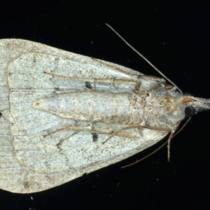 Rhapsa suscitatalis at Ainslie, ACT - 8 May 2021