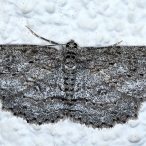 Ectropis fractaria at Ainslie, ACT - 8 May 2021