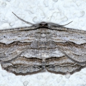 Euphronarcha luxaria at Ainslie, ACT - 8 May 2021 09:30 PM