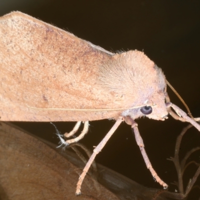 Fisera perplexata (Light-tan Crest-moth) at Ainslie, ACT - 8 May 2021 by jb2602