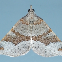 Anachloris uncinata (Hook-winged Carpet (Larentiinae)) at Ainslie, ACT - 8 May 2021 by jb2602