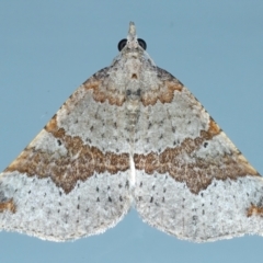 Anachloris uncinata (Hook-winged Carpet) at Ainslie, ACT - 8 May 2021 by jb2602