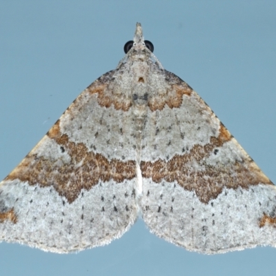 Anachloris uncinata (Hook-winged Carpet) at Ainslie, ACT - 8 May 2021 by jbromilow50