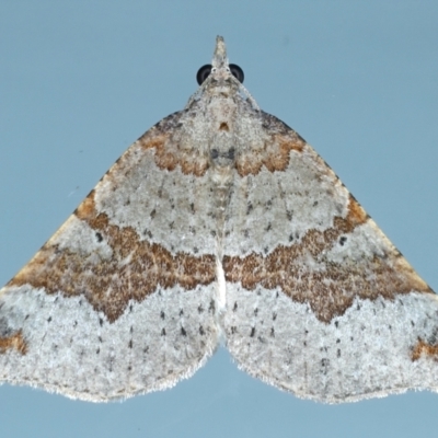 Anachloris uncinata (Hook-winged Carpet (Larentiinae)) at Ainslie, ACT - 8 May 2021 by jb2602