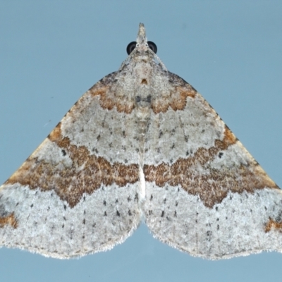 Anachloris uncinata (Hook-winged Carpet) at Ainslie, ACT - 8 May 2021 by jb2602