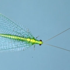 Apertochrysa edwardsi (A Green Lacewing) at Ainslie, ACT - 8 May 2021 by jbromilow50