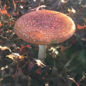 Amanita muscaria at O'Connor, ACT - 13 May 2021