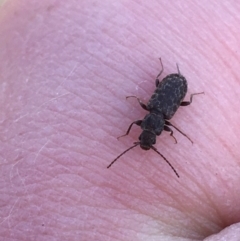 Meryx aequalis at Throsby, ACT - 13 May 2021 02:10 PM