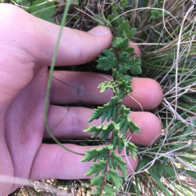 Cheilanthes sieberi subsp. sieberi (Narrow Rock Fern) at Throsby, ACT - 13 May 2021 by Ned_Johnston