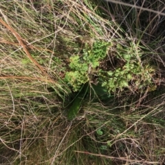 Cheilanthes sieberi subsp. sieberi at Throsby, ACT - 13 May 2021 01:48 PM