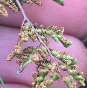 Cheilanthes sieberi subsp. sieberi at Throsby, ACT - 13 May 2021 01:48 PM