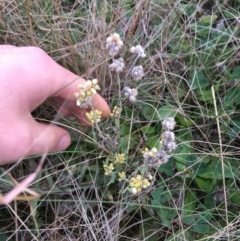 Pseudognaphalium luteoalbum (Jersey Cudweed) at Throsby, ACT - 13 May 2021 by Ned_Johnston