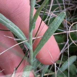 Pseudognaphalium luteoalbum at Throsby, ACT - 13 May 2021 01:43 PM