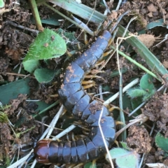 Unidentified Centipede (Chilopoda) (TBC) at Throsby, ACT - 13 May 2021 by Ned_Johnston