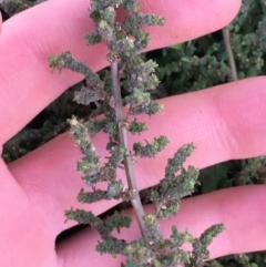 Dysphania pumilio (Small Crumbweed) at Throsby, ACT - 13 May 2021 by NedJohnston