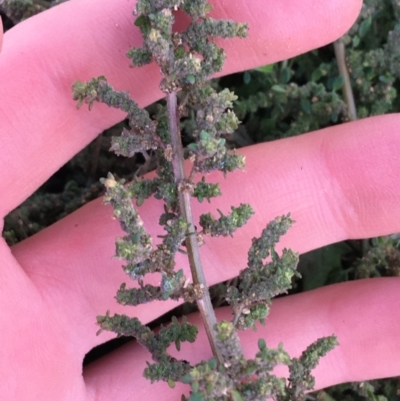 Dysphania pumilio (Small Crumbweed) at Throsby, ACT - 13 May 2021 by NedJohnston