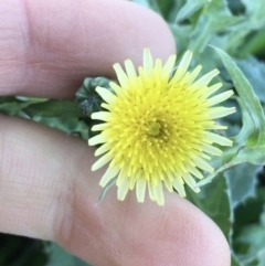 Sonchus asper (Prickly Sowthistle) at Throsby, ACT - 13 May 2021 by NedJohnston