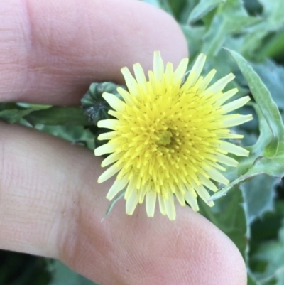 Sonchus asper (Prickly Sowthistle) at Throsby, ACT - 13 May 2021 by NedJohnston