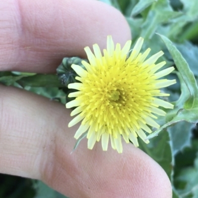 Sonchus asper (Prickly Sowthistle) at Throsby, ACT - 13 May 2021 by Ned_Johnston