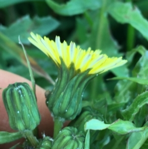 Sonchus asper at Throsby, ACT - 13 May 2021