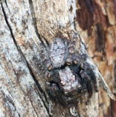 Servaea sp. (genus) (Unidentified Servaea jumping spider) at Throsby, ACT - 13 May 2021 by Ned_Johnston