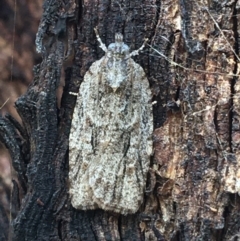 Acropolitis ergophora (A tortrix or leafroller moth) at Throsby, ACT - 13 May 2021 by NedJohnston