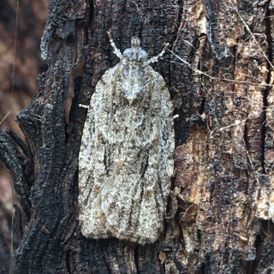 Acropolitis ergophora (A tortrix or leafroller moth) at Throsby, ACT - 13 May 2021 by Ned_Johnston
