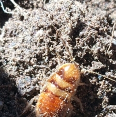 Robshelfordia simplex (Shelford's Western Cockroach) at Throsby, ACT - 13 May 2021 by Ned_Johnston