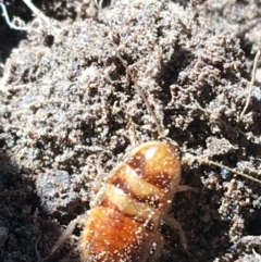 Unidentified Cockroach (Blattodea, several families) (TBC) at Throsby, ACT - 13 May 2021 by Ned_Johnston