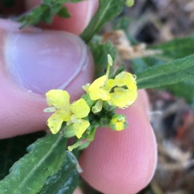Sisymbrium officinale (Common Hedge Mustard) at Throsby, ACT - 13 May 2021 by NedJohnston